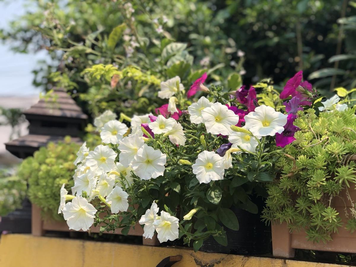 Golden Fort Guesthouse Chiang Mai Zewnętrze zdjęcie
